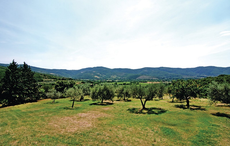 oliveti per produzione di olio di oliva